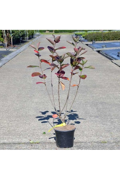 Aronia arbutifolia Brilliant 